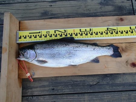 志高湖フィッシング 釣果