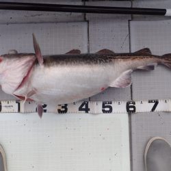 Aquanaut（アクアノート） 釣果