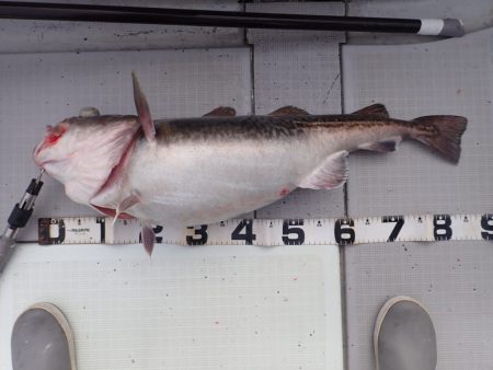 Aquanaut（アクアノート） 釣果