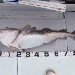 Aquanaut（アクアノート） 釣果