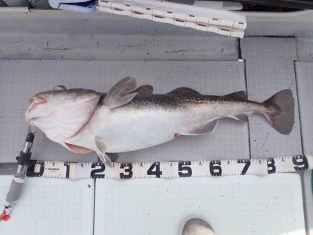 Aquanaut（アクアノート） 釣果