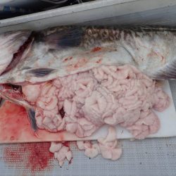 Aquanaut（アクアノート） 釣果