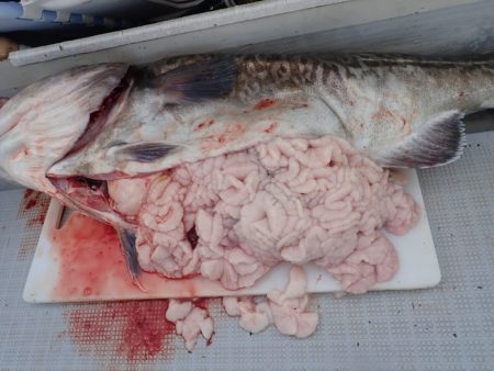 Aquanaut（アクアノート） 釣果