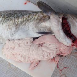 Aquanaut（アクアノート） 釣果