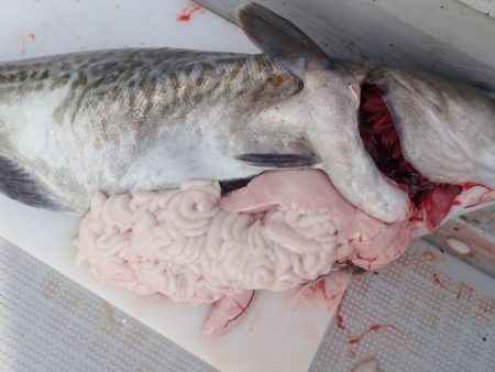 Aquanaut（アクアノート） 釣果