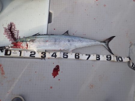 Aquanaut（アクアノート） 釣果