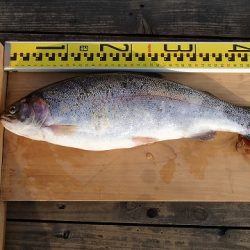 志高湖フィッシング 釣果