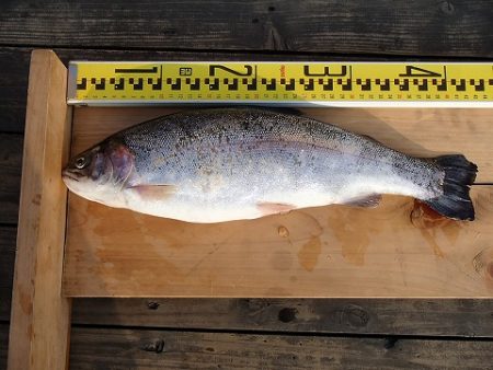 志高湖フィッシング 釣果