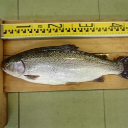 志高湖フィッシング 釣果