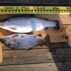 志高湖フィッシング 釣果