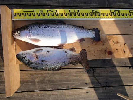 志高湖フィッシング 釣果