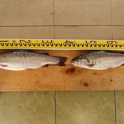 志高湖フィッシング 釣果