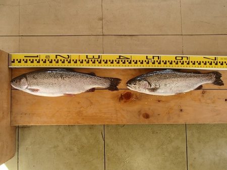 志高湖フィッシング 釣果