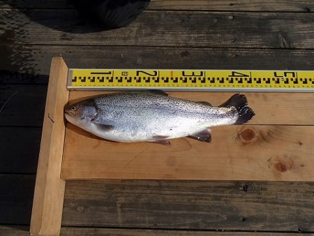 志高湖フィッシング 釣果