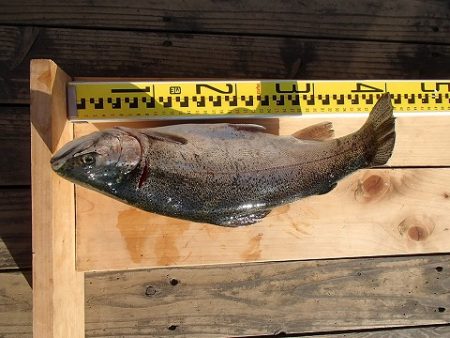 志高湖フィッシング 釣果