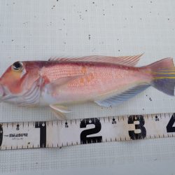 Aquanaut(アクアノート) 釣果