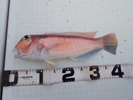 Aquanaut(アクアノート) 釣果