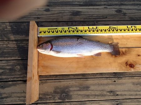 志高湖フィッシング 釣果