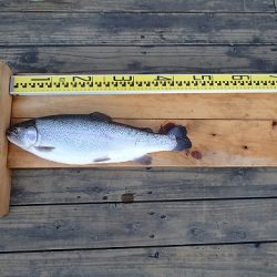 志高湖フィッシング 釣果