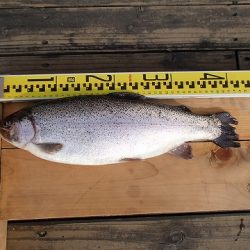 志高湖フィッシング 釣果