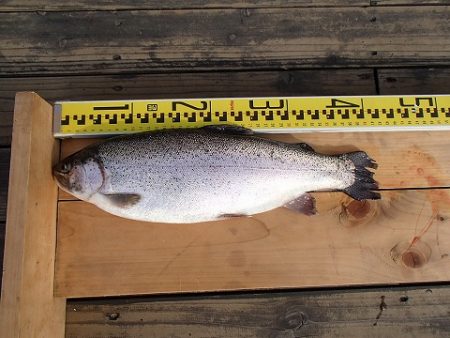 志高湖フィッシング 釣果