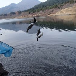 志高湖フィッシング 釣果