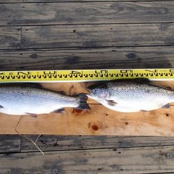 志高湖フィッシング 釣果