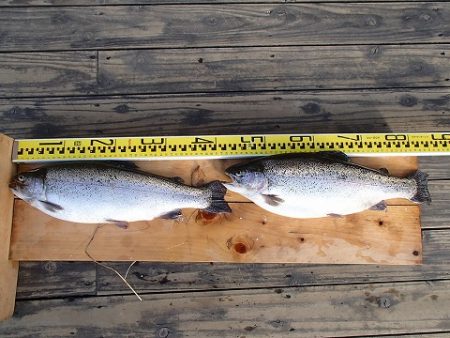 志高湖フィッシング 釣果