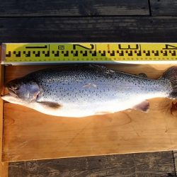 志高湖フィッシング 釣果