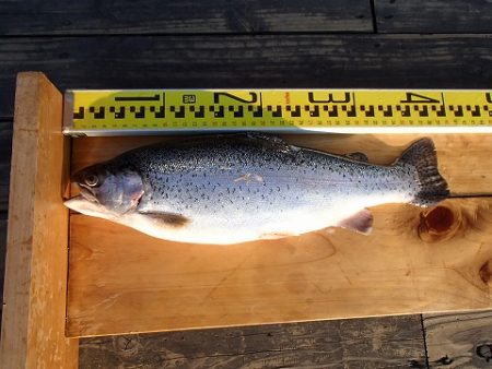 志高湖フィッシング 釣果