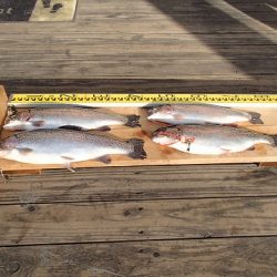 志高湖フィッシング 釣果