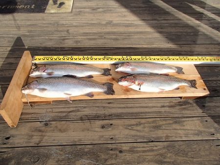 志高湖フィッシング 釣果