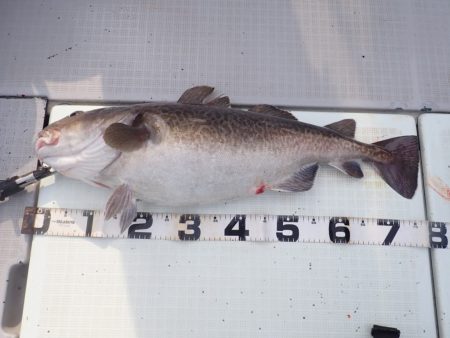 Aquanaut(アクアノート) 釣果