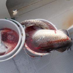 Aquanaut(アクアノート) 釣果