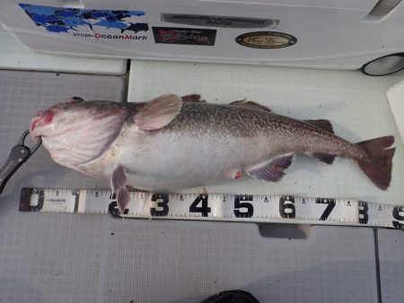 Aquanaut(アクアノート) 釣果