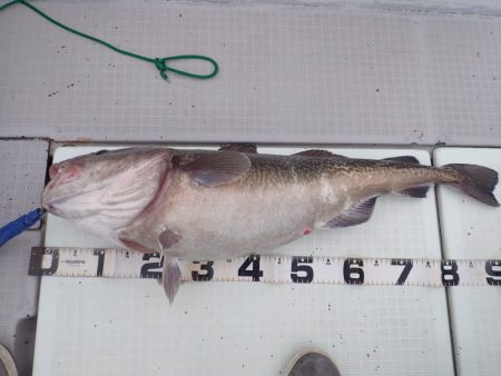 Aquanaut(アクアノート) 釣果