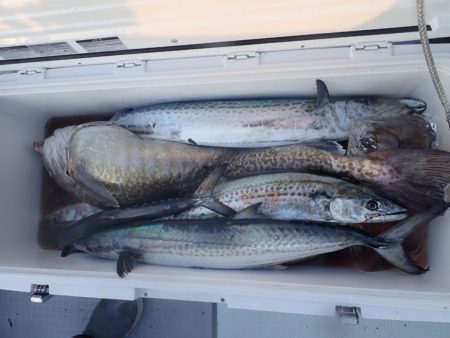 Aquanaut(アクアノート) 釣果