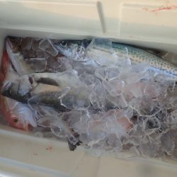 Aquanaut(アクアノート) 釣果