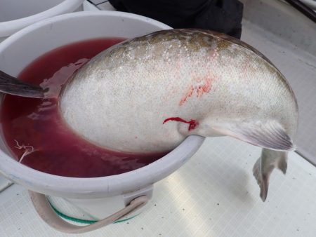 Aquanaut(アクアノート) 釣果