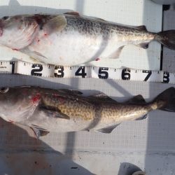 Aquanaut(アクアノート) 釣果