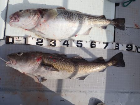 Aquanaut(アクアノート) 釣果