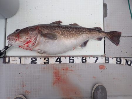 Aquanaut(アクアノート) 釣果