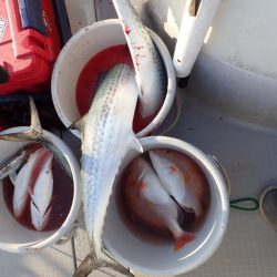 Aquanaut(アクアノート) 釣果