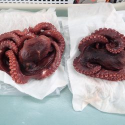 Aquanaut（アクアノート） 釣果