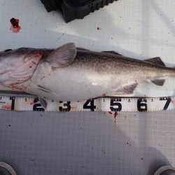 Aquanaut（アクアノート） 釣果