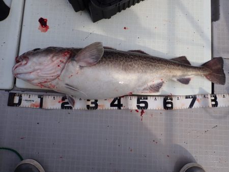 Aquanaut（アクアノート） 釣果