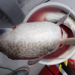 Aquanaut（アクアノート） 釣果