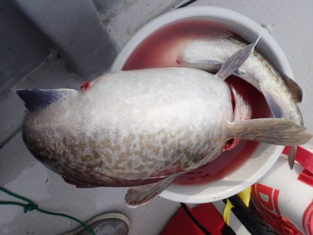 Aquanaut（アクアノート） 釣果