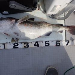 Aquanaut（アクアノート） 釣果