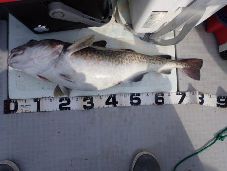 Aquanaut（アクアノート） 釣果